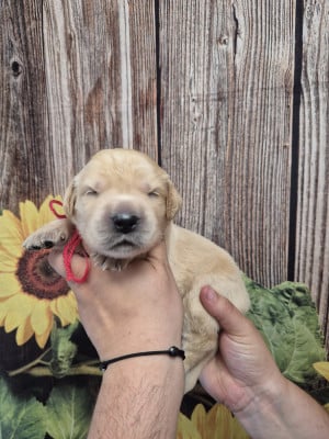 Les chiots de Golden Retriever