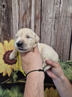Les chiots de Golden Retriever