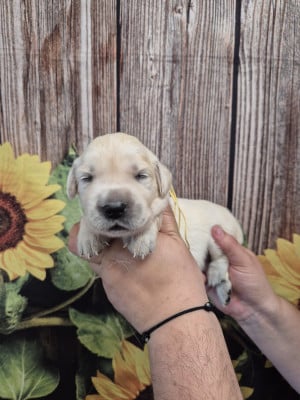 Les chiots de Golden Retriever