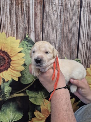 Les chiots de Golden Retriever