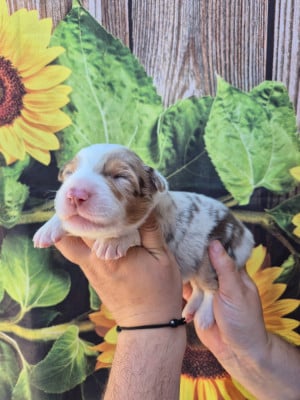 Les chiots de Berger Australien