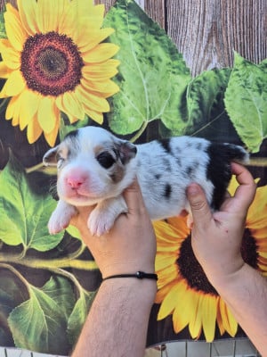 Les chiots de Berger Australien