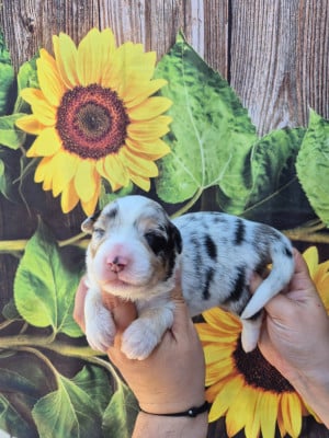 Les chiots de Berger Australien