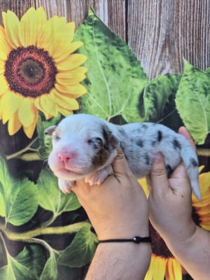 Les chiots de Berger Australien
