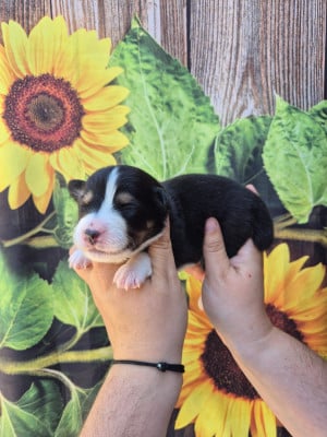 Les chiots de Berger Australien