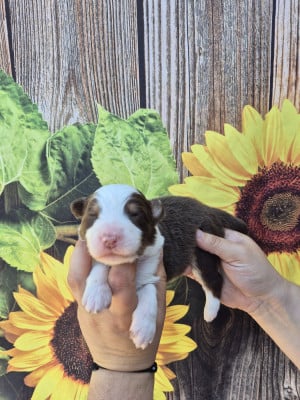 Les chiots de Berger Australien