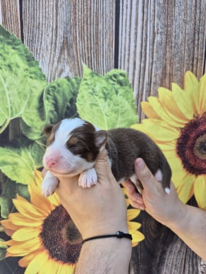 Les chiots de Berger Australien