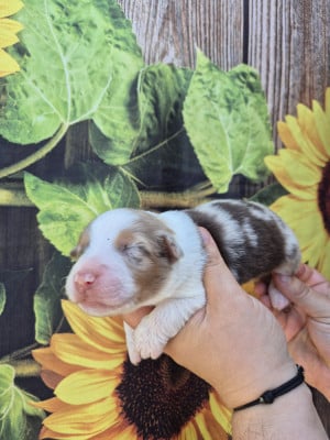 Les chiots de Berger Australien