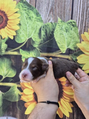 Les chiots de Berger Australien
