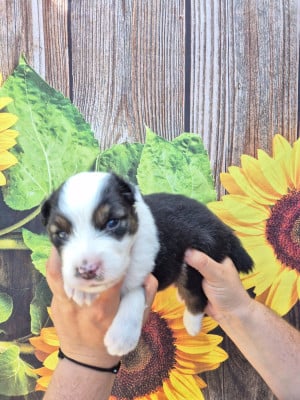 Les chiots de Berger Australien