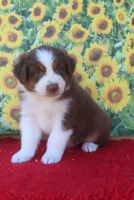 Les chiots de Berger Australien
