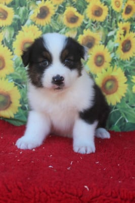 Les chiots de Berger Australien