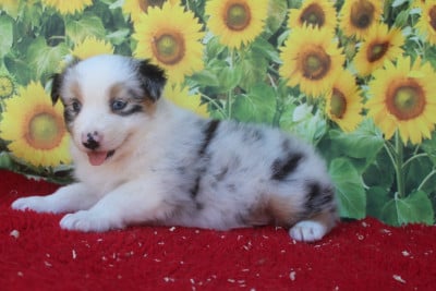 Les chiots de Berger Australien