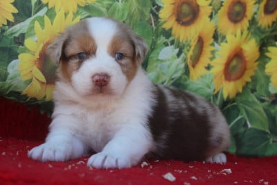 Les chiots de Berger Australien