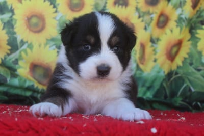 Les chiots de Berger Australien
