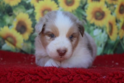 Les chiots de Berger Australien