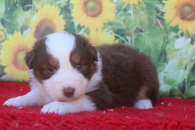 Les chiots de Berger Australien