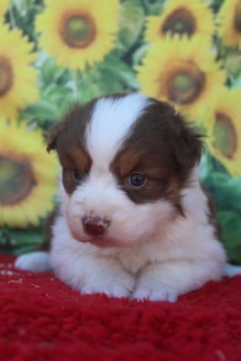 Les chiots de Berger Australien