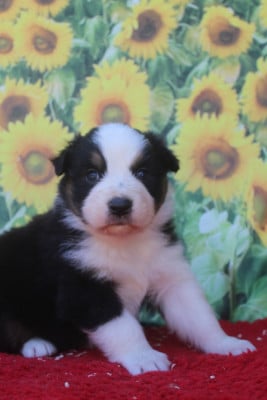 Les chiots de Berger Australien