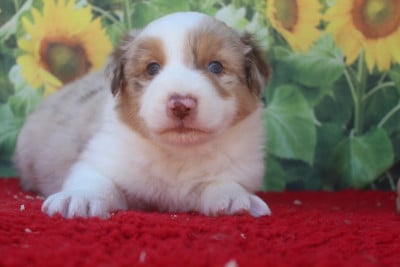Les chiots de Berger Australien