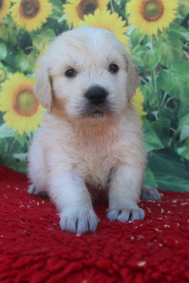Les chiots de Golden Retriever