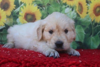 Les chiots de Golden Retriever