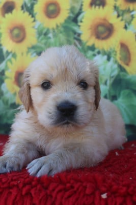 Les chiots de Golden Retriever