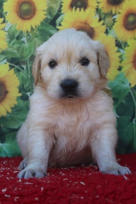 Les chiots de Golden Retriever