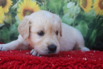 Les chiots de Golden Retriever