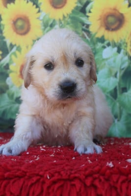 Les chiots de Golden Retriever