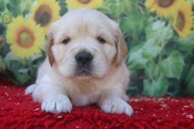 Les chiots de Golden Retriever
