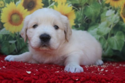 Les chiots de Golden Retriever
