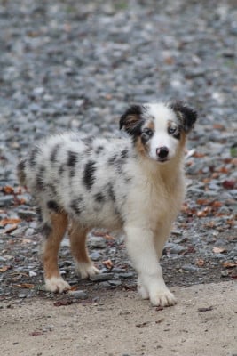 Les chiots de Berger Australien