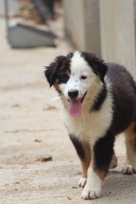 Les chiots de Berger Australien