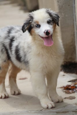 Les chiots de Berger Australien