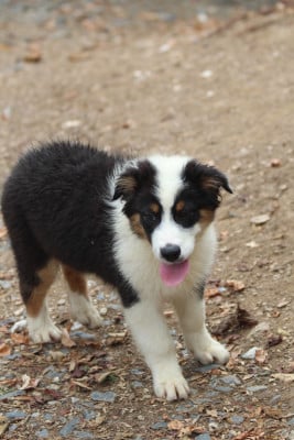 Les chiots de Berger Australien