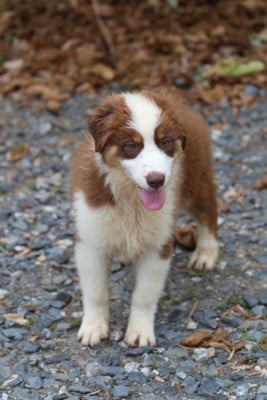 Les chiots de Berger Australien