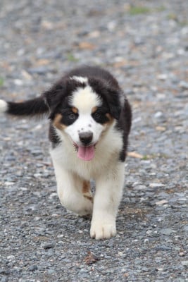 Les chiots de Berger Australien