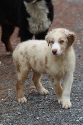 Les chiots de Berger Australien