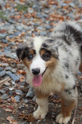 Les chiots de Berger Australien