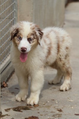 Les chiots de Berger Australien