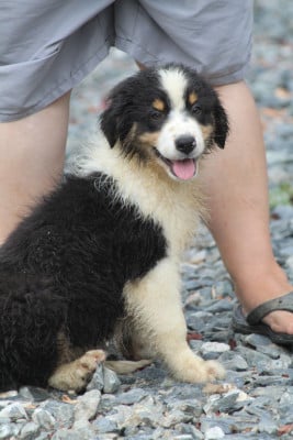 Les chiots de Berger Australien