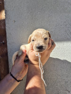 Les chiots de Golden Retriever