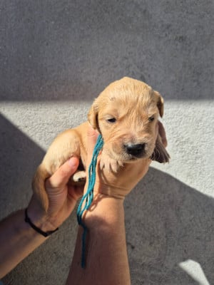 Les chiots de Golden Retriever