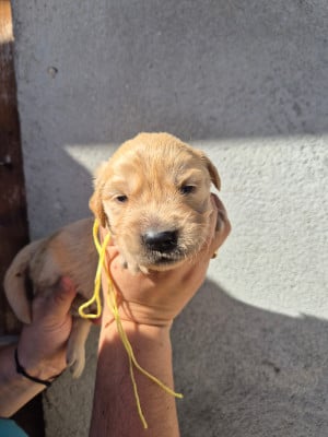 Les chiots de Golden Retriever