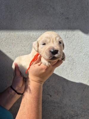 Les chiots de Golden Retriever