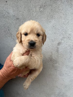 Les chiots de Golden Retriever