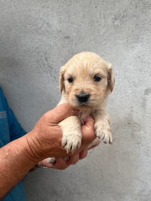 Les chiots de Golden Retriever