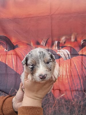 Les chiots de Berger Australien