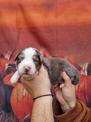 Les chiots de Berger Australien